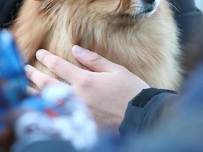 수능 보러 가는 가족 배웅하는 강아지