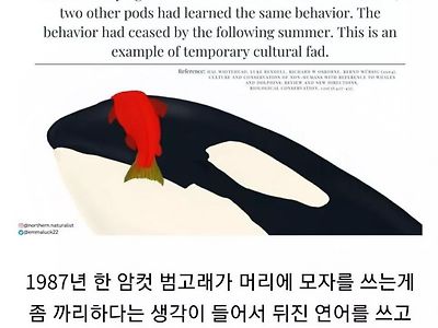 유행을 따르는 고래