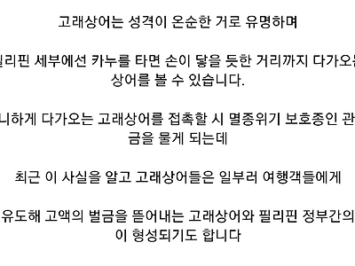 관광객들 등처먹는 필리핀 고래상어 카르텔