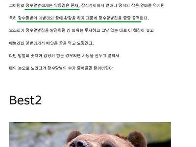 장수 말벌의 모든 것