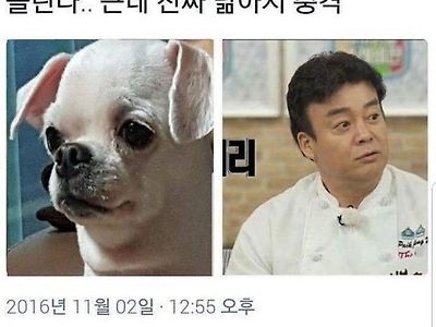 친구년들 우리 개백종원 닮았데