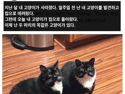 지난 달 내 고양이가 사라졌다