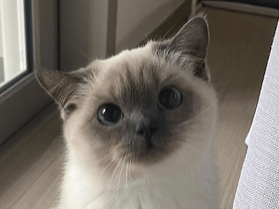 나를 자꾸 감시하는 친구네집 고양이.jpg