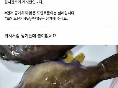 제주도에서 잡은 고기 이름 좀 알려주세요