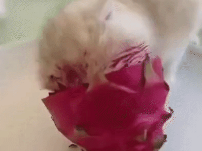 과일 먹는 고양이