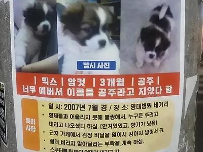 17년전에 강아지를 주신 아주머니를 찾습니다.