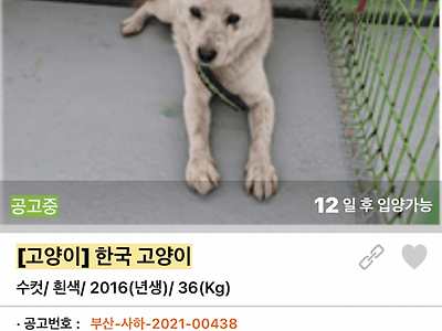 [고양이] 한국 고양이