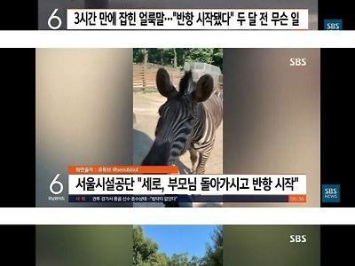 얼룩말 탈출한 이유