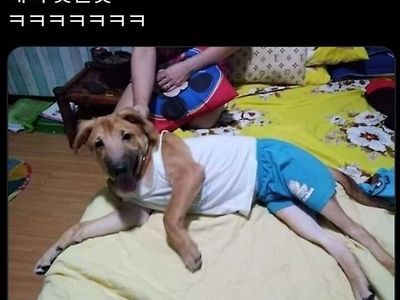 아빠가 우리집 개한테 내 옷 입힘.jpg
