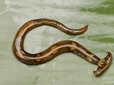 혐) 미국 텍사스에 유입된 외래종