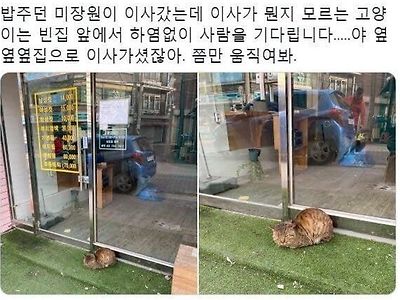 이사간 집주인 기다리는 고양이