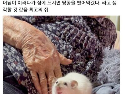 쥐 포즈가 너무 간사해보임