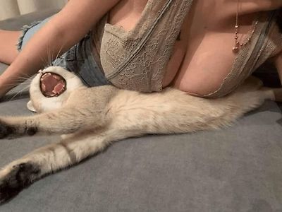 유압 프레스에 고통 받는 고양이...