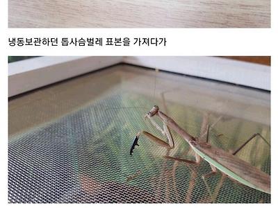 사마귀한테 의수를 달아준 디시인