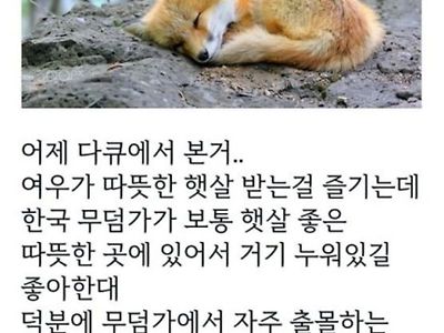 억울한 한국 여우