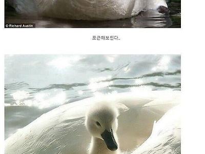 오리배 말고 백조배.jpg