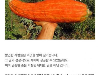 800년 만에 부활한 채소