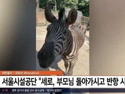 어제자 탈주 얼룩말의 억울한 사연