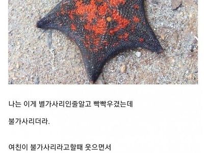 불가사리vs별가사리