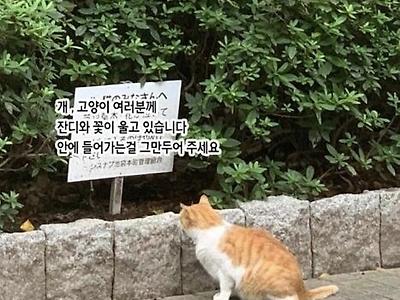 고민하는 고양이