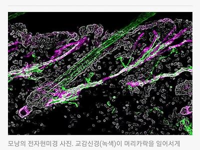 공포 영화에 소름이 돋으면 머리카락 납니다....jpg