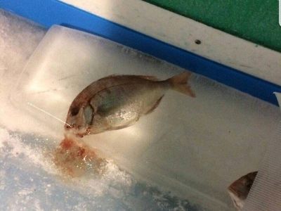 (약혐) 일본에 엽기적인 아이스링크