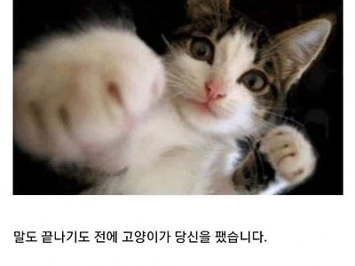 여기 고양이와 10억이 있습니다.jpg