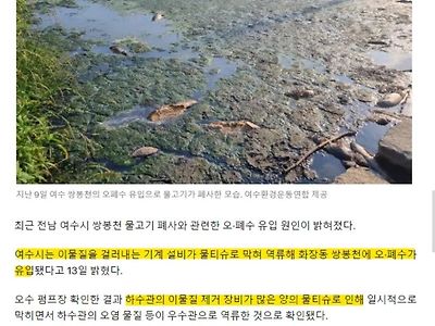 여수 물고기 떼죽음 비극의 원인은 물티슈 ㅠㅠ