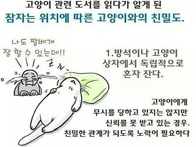 고양이가 자는 위치로 보는 집사 신뢰도