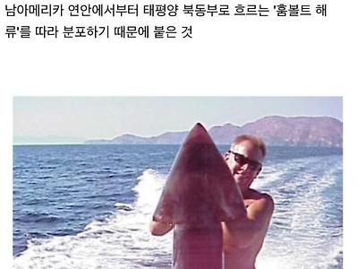 우리가 대왕오징어라고 알고 먹는 오징어