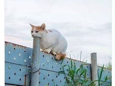 볼 때마다 다르게 보이는 고양이 사진.jpg