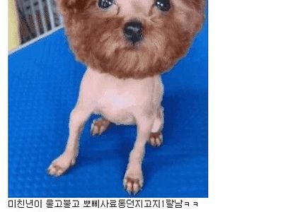 댕댕이 털을 밀고 왔더니 누나가 난리침.