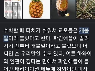 이거 알고 계셨음? 파인애플 순우리말 명칭