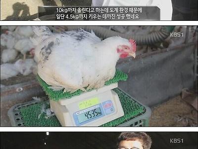 출하되면 치킨업계에 파장이 일어날 국내생산 수퍼닭