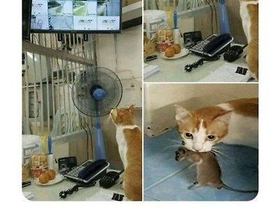 CCTV 활용할 줄 아는 고양이