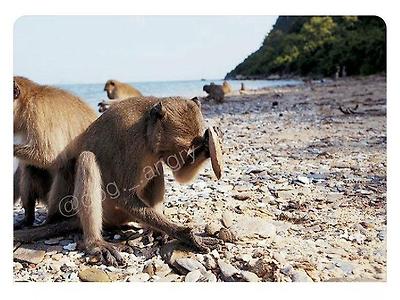 구석기시대에 돌입한 원숭이들