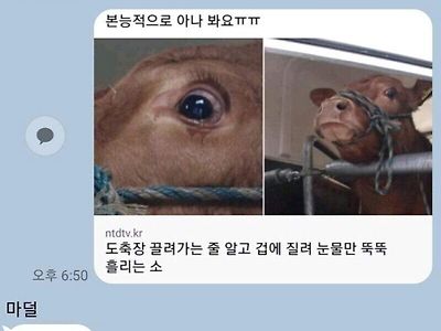 아들 엄마 오늘 소고기 먹는다~~ 부럽지?