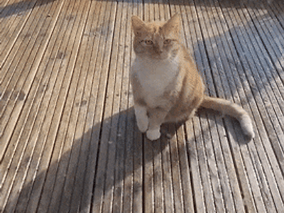 다리를 절면서 집을 찾아온 길냥이