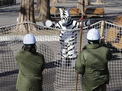 일본동물원 얼룩말 탈출 대응 훈련...퍼옴