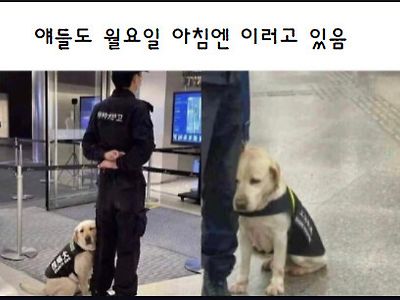 월요병 앞엔 사람이고 개고 없다