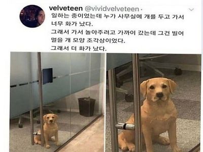 회사 사무실에 강아지를 두고간 직원