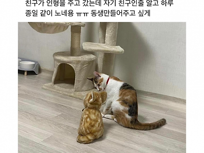 고양이가 이상해졌어요