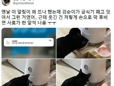 급식기 때리는 고양이