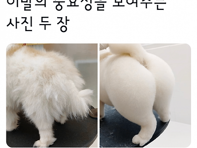 이발의 중요성