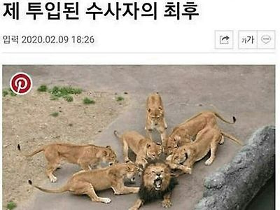 종족 번식..숫사자..