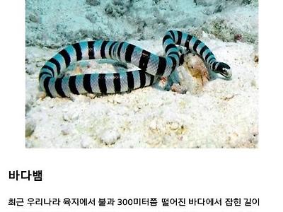 사람을 즉사 시킬 수 있는 우리나라 바다생물 삼대장