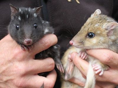 고양이 200만마리 살처분 호주 근황