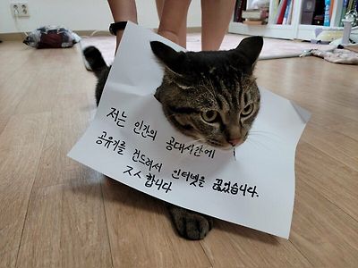 인터넷선 끊어먹은 고양이