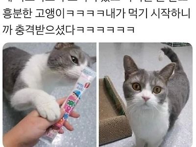 짜요짜요 고양이~