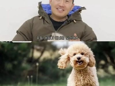 포메라니안과 푸들을 같이 키우면 안되는 이유